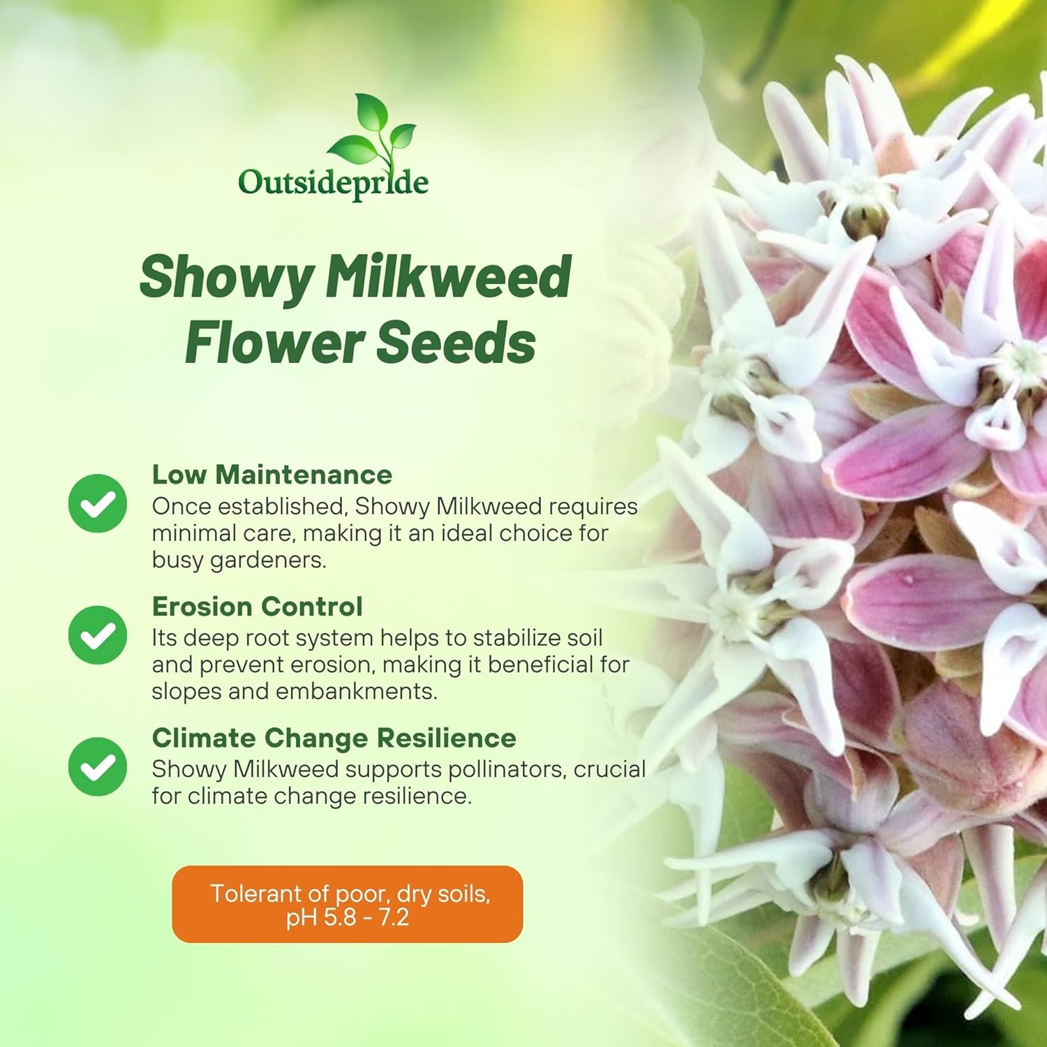 Showy Milkweed Pollinators