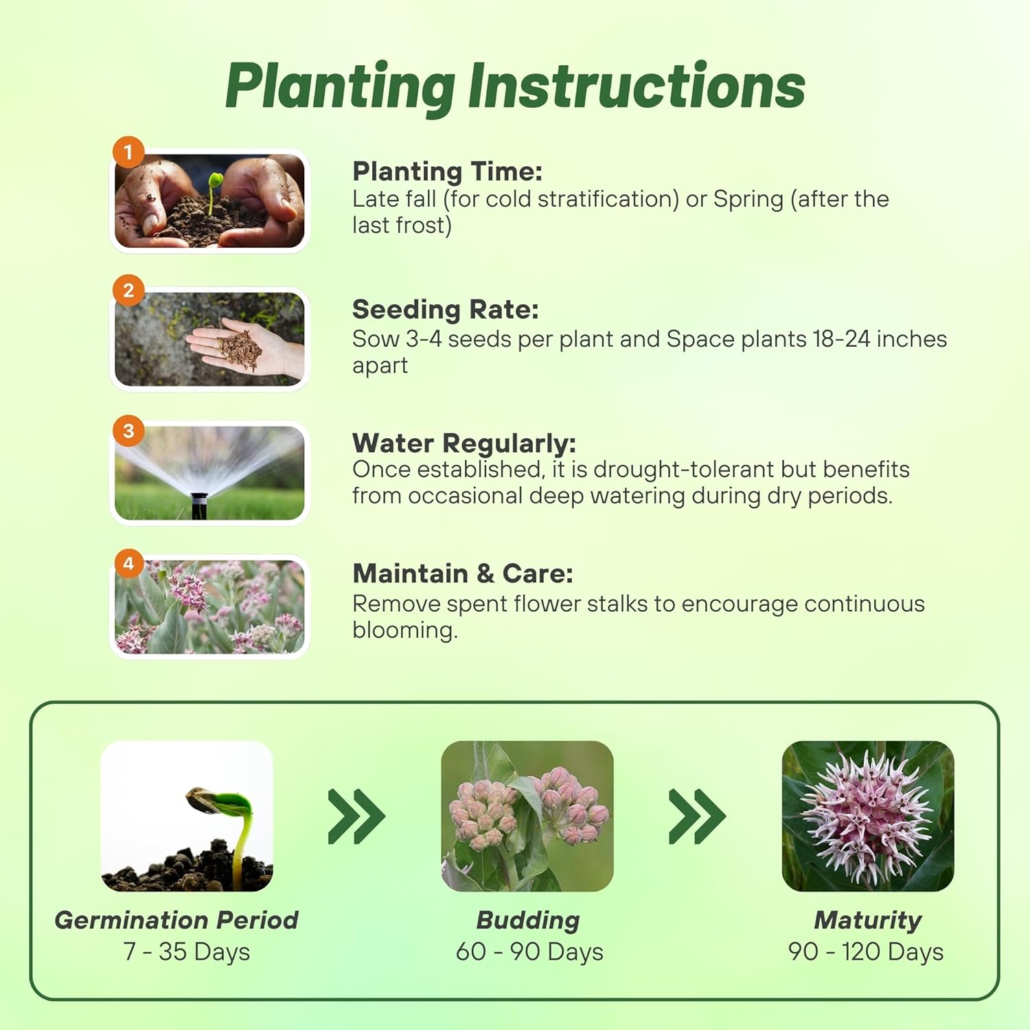 Showy Milkweed Planting Directions