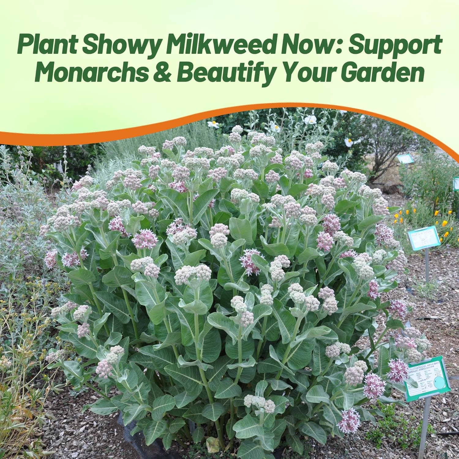 Showy Milkweed Flower Garden