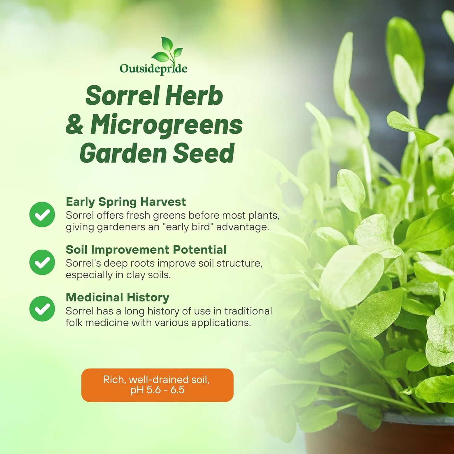 Sorrel Herb Seeds