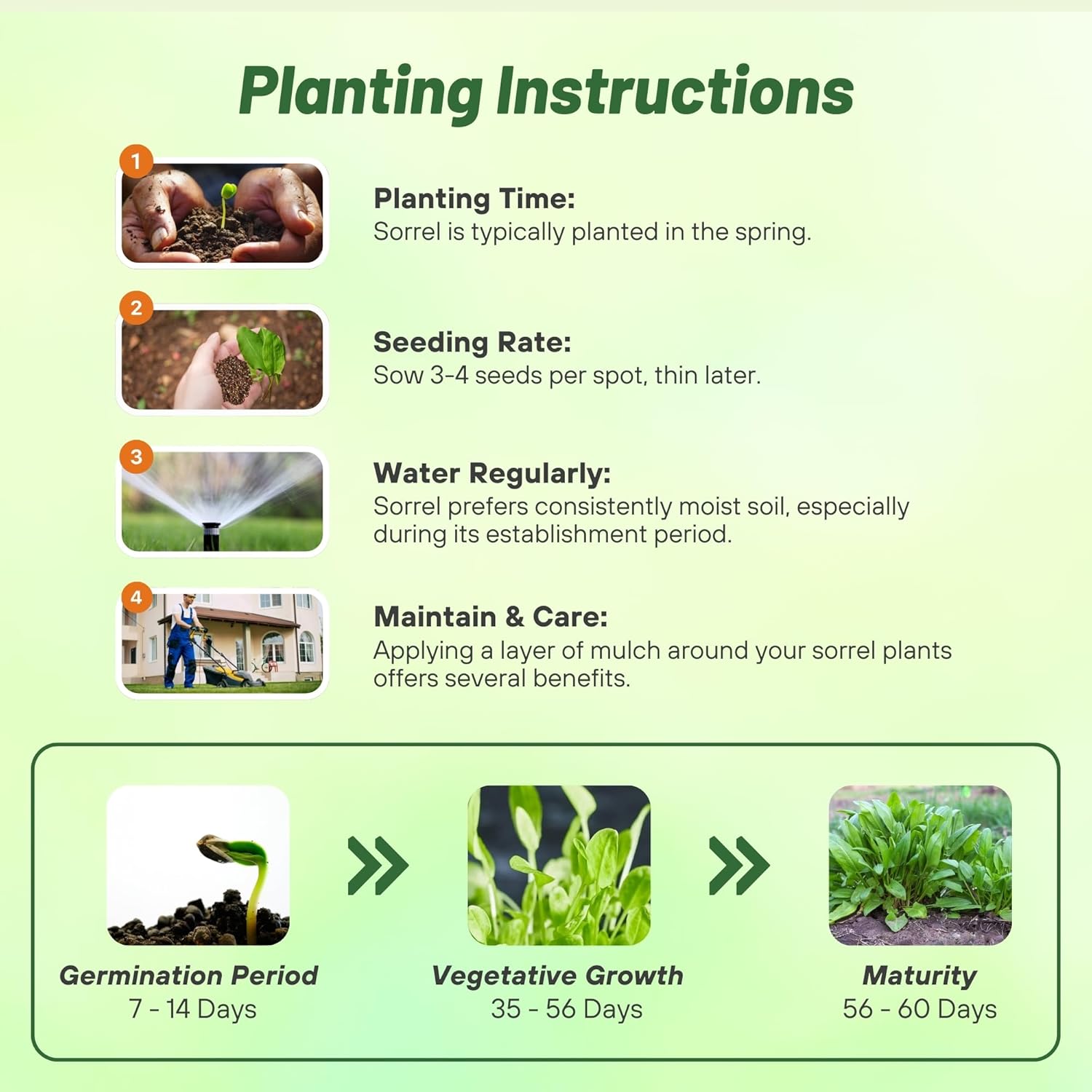 Garden Sorrel Planting Directions