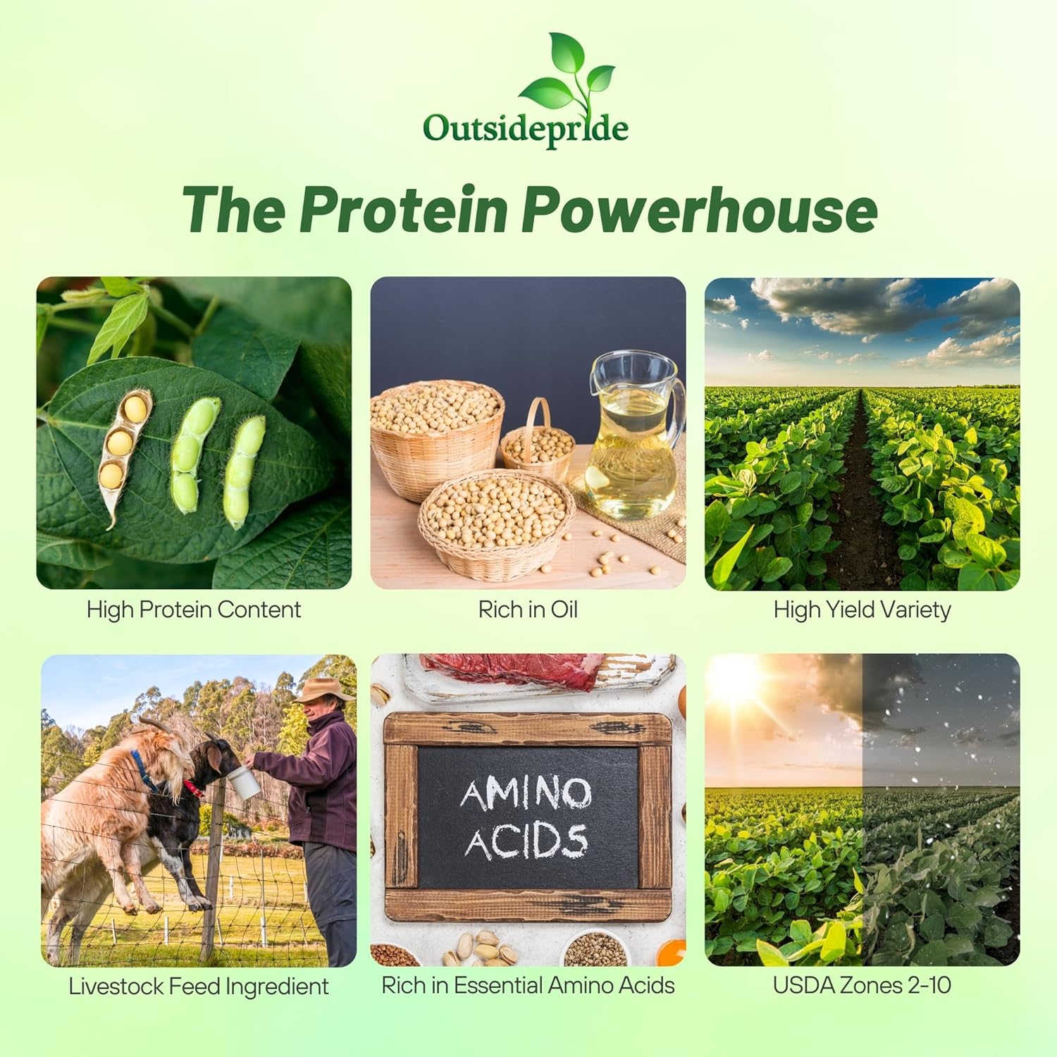 Soybean Protein Powerhouse