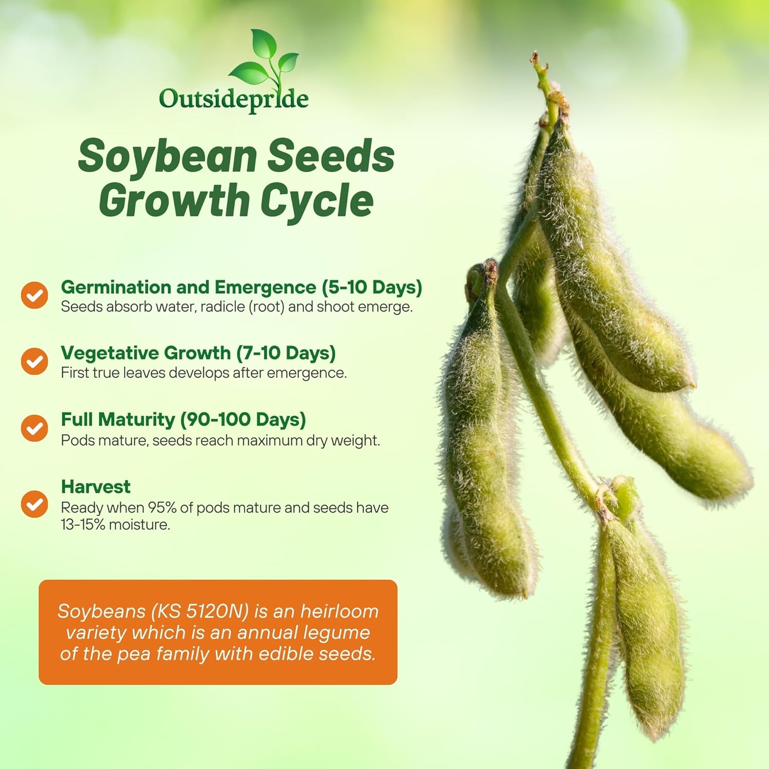 Soybean Seeds Growth Cycle