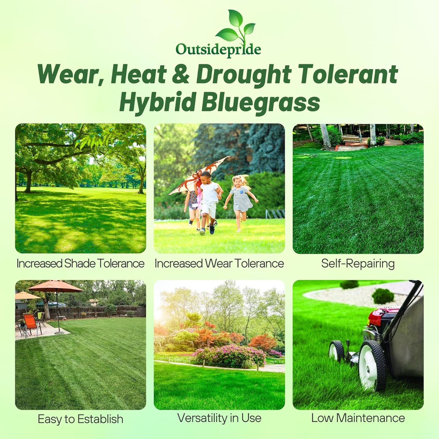 Drought Tolerant Kentucky Bluegrass