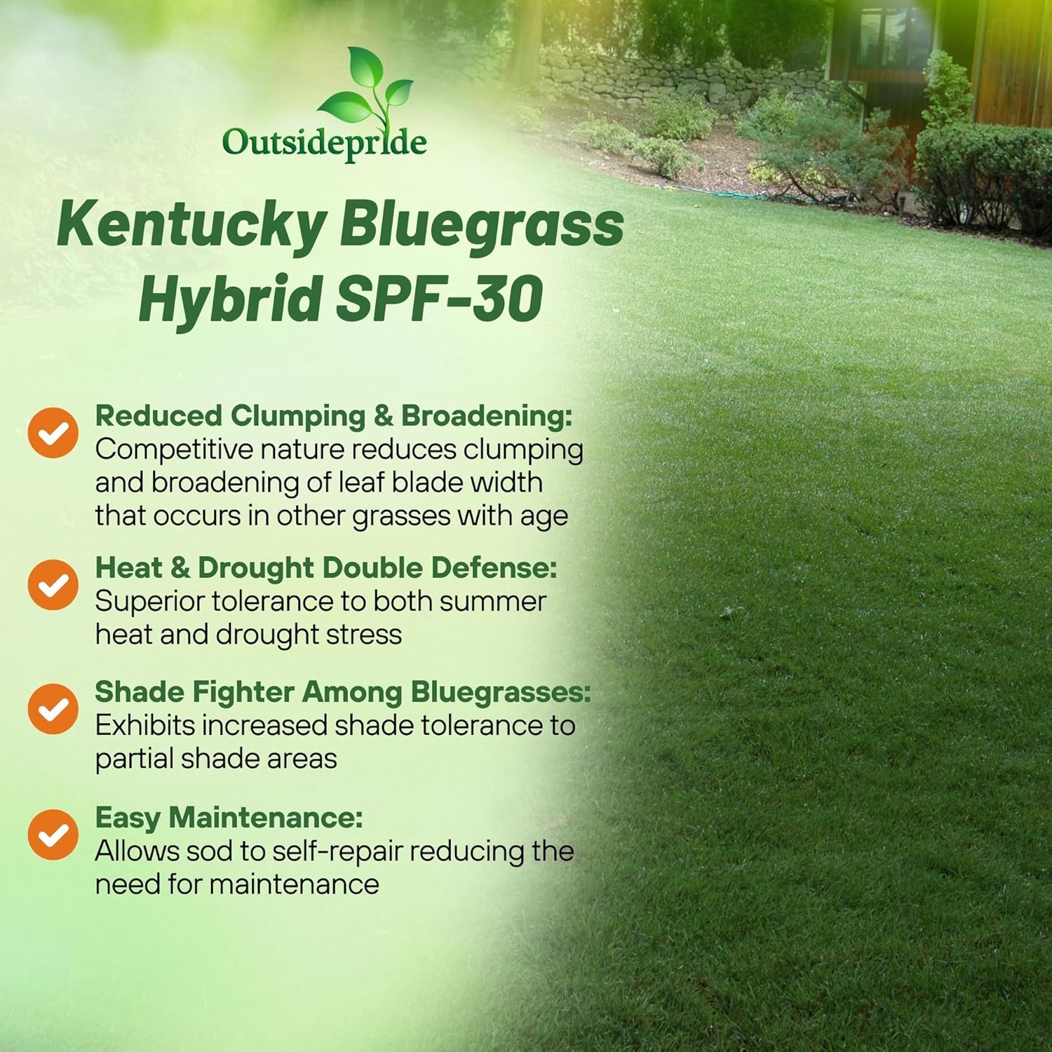 SPF Kentucky Bluegrass Hybrid