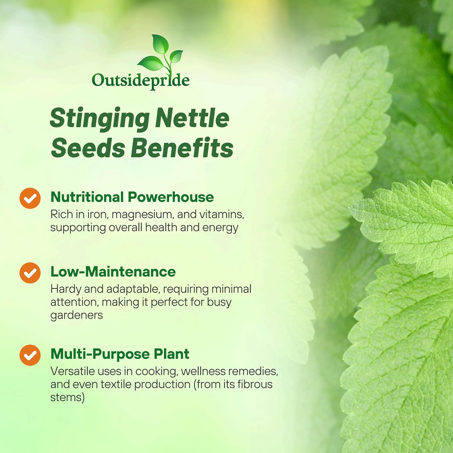 Stinging Nettle Herb Seeds