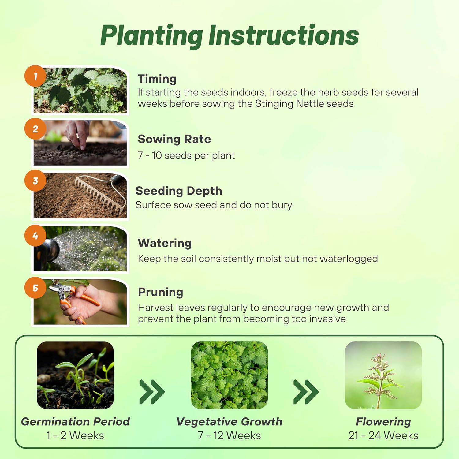 Stinging Nettle Planting Directions