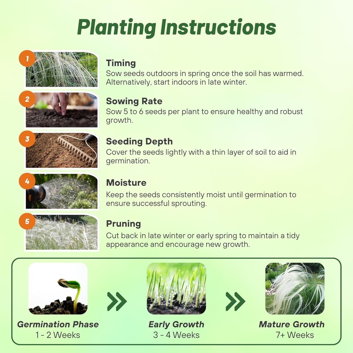 Stipa Barbata Planting Directions