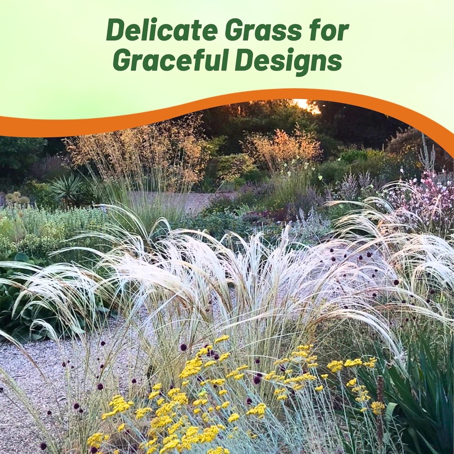 Stipa Barbata Decorative Grass