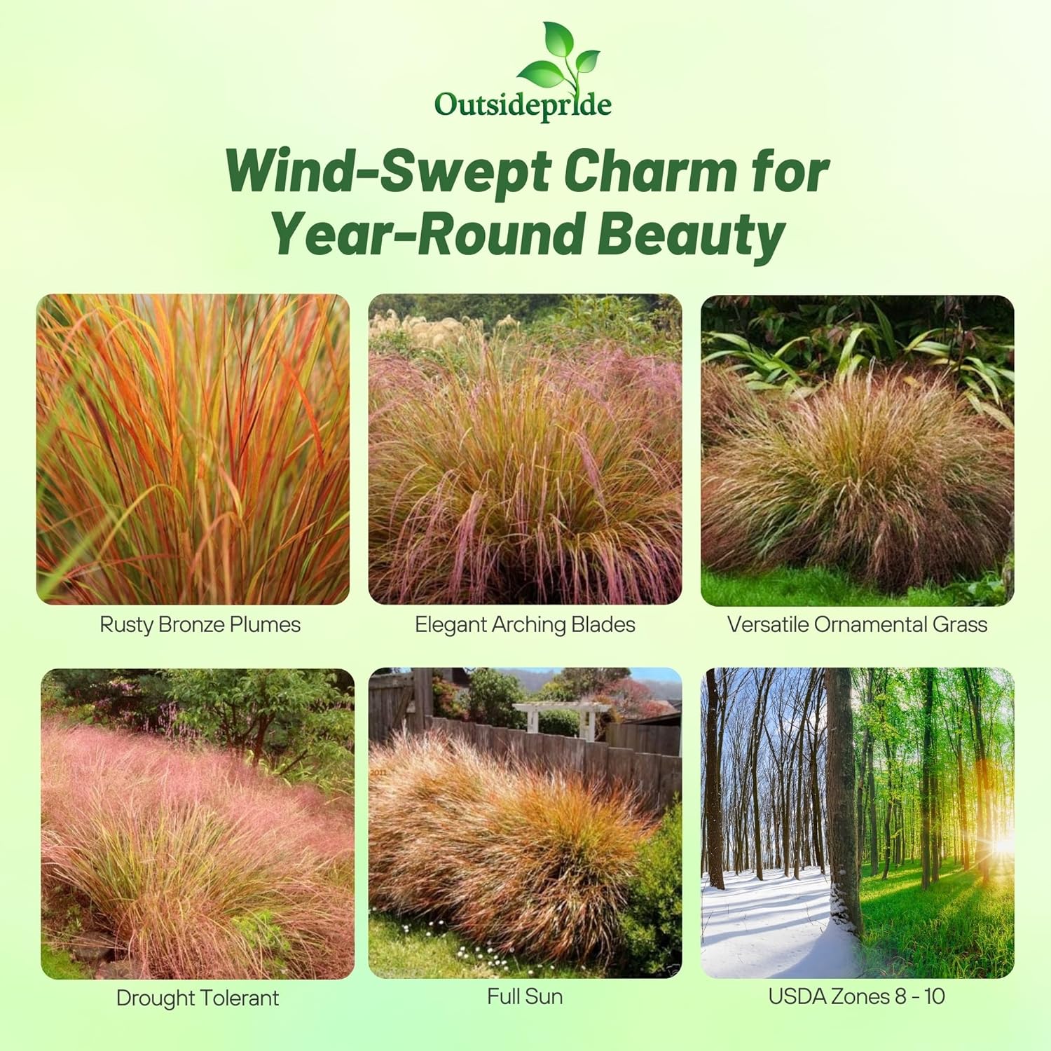 Stipa Pheasant Tails Landscaping Grass