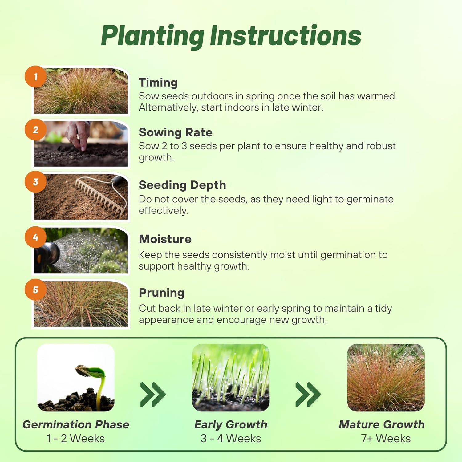 Stipa Arundinacea Planting Directions