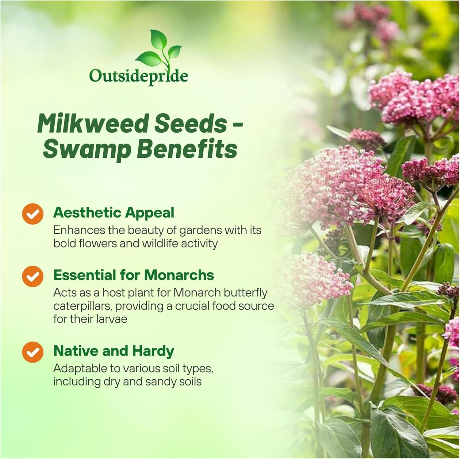 Swamp Milkweed Seeds