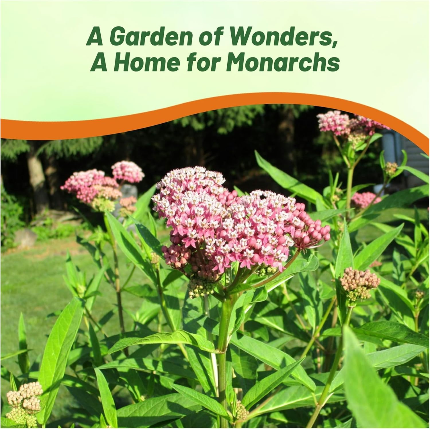 Asclepias Incarnata Swamp Milkweed Plants