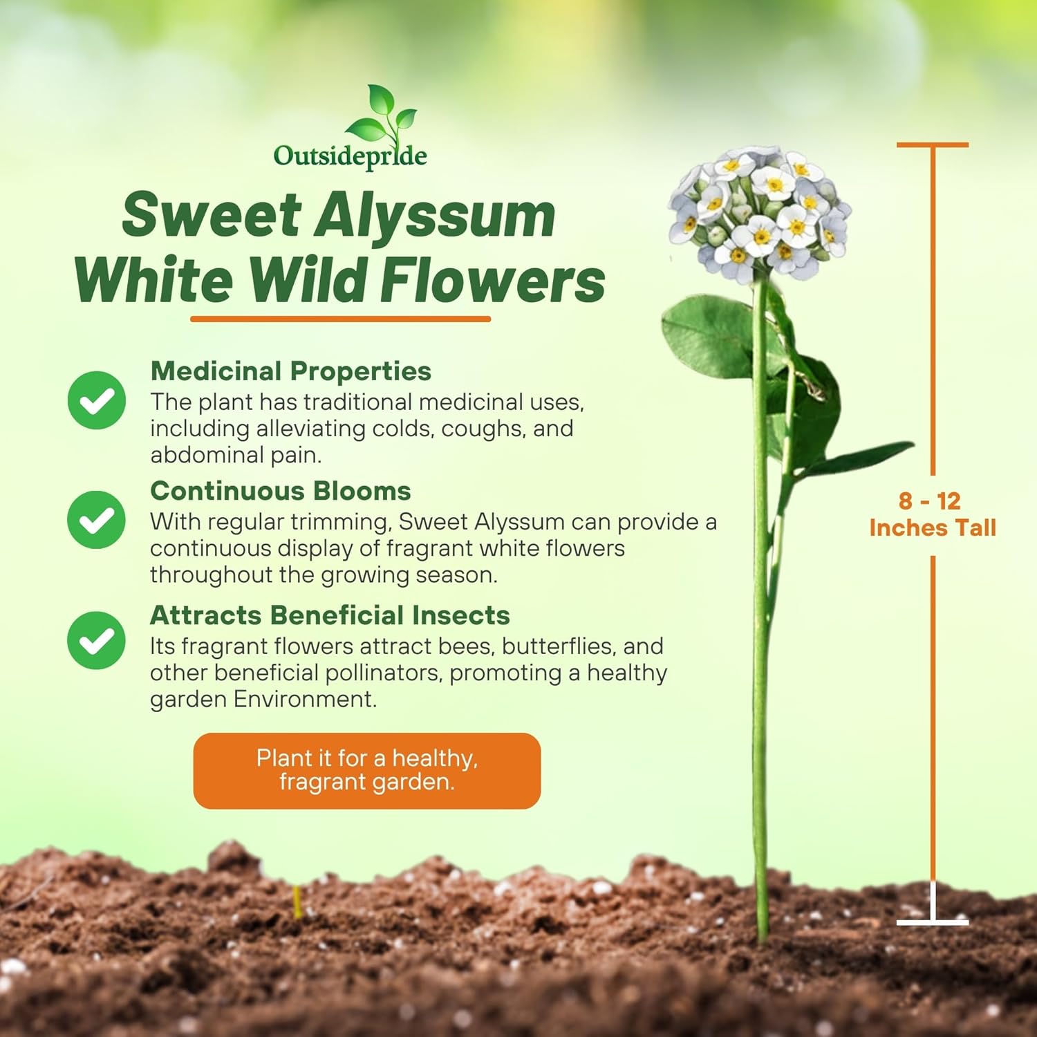 Sweet Alyssum Planting Directions