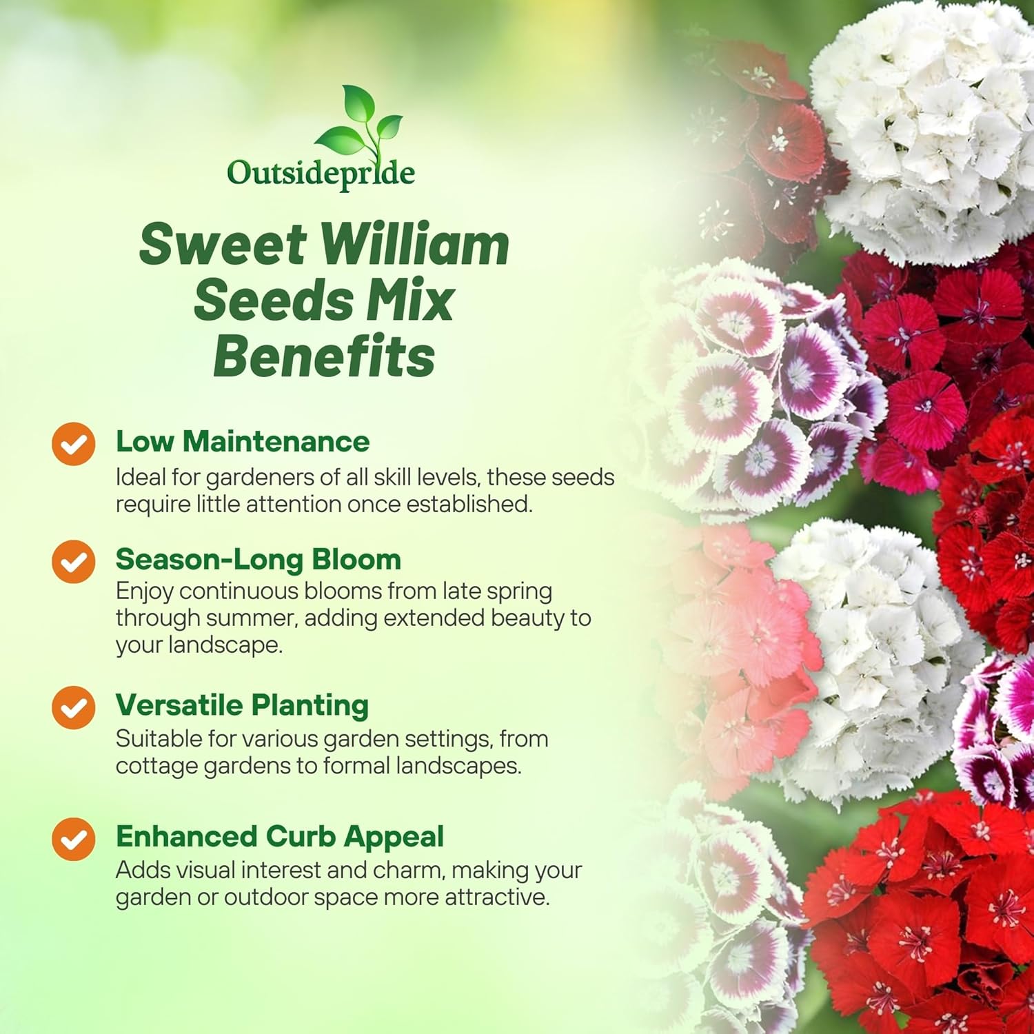 Sweet William Planting Directions