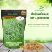 Switchgrass Seed Bag