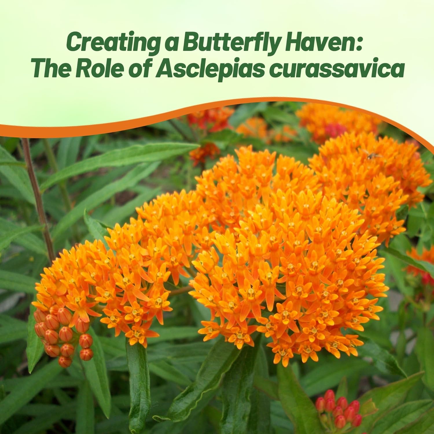 Asclepias Tropical Milkweed Flower Seeds