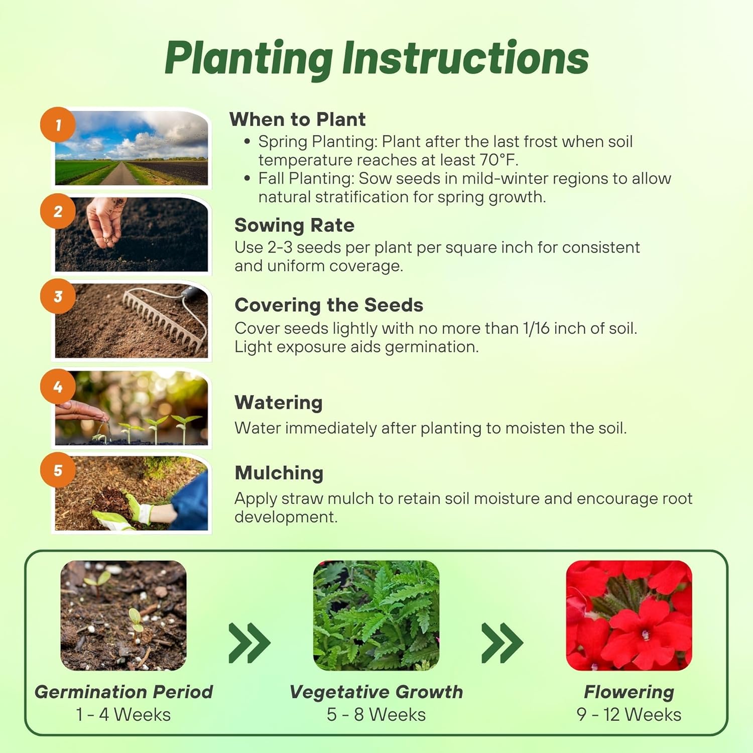 Verbena Scarlet Planting Directions