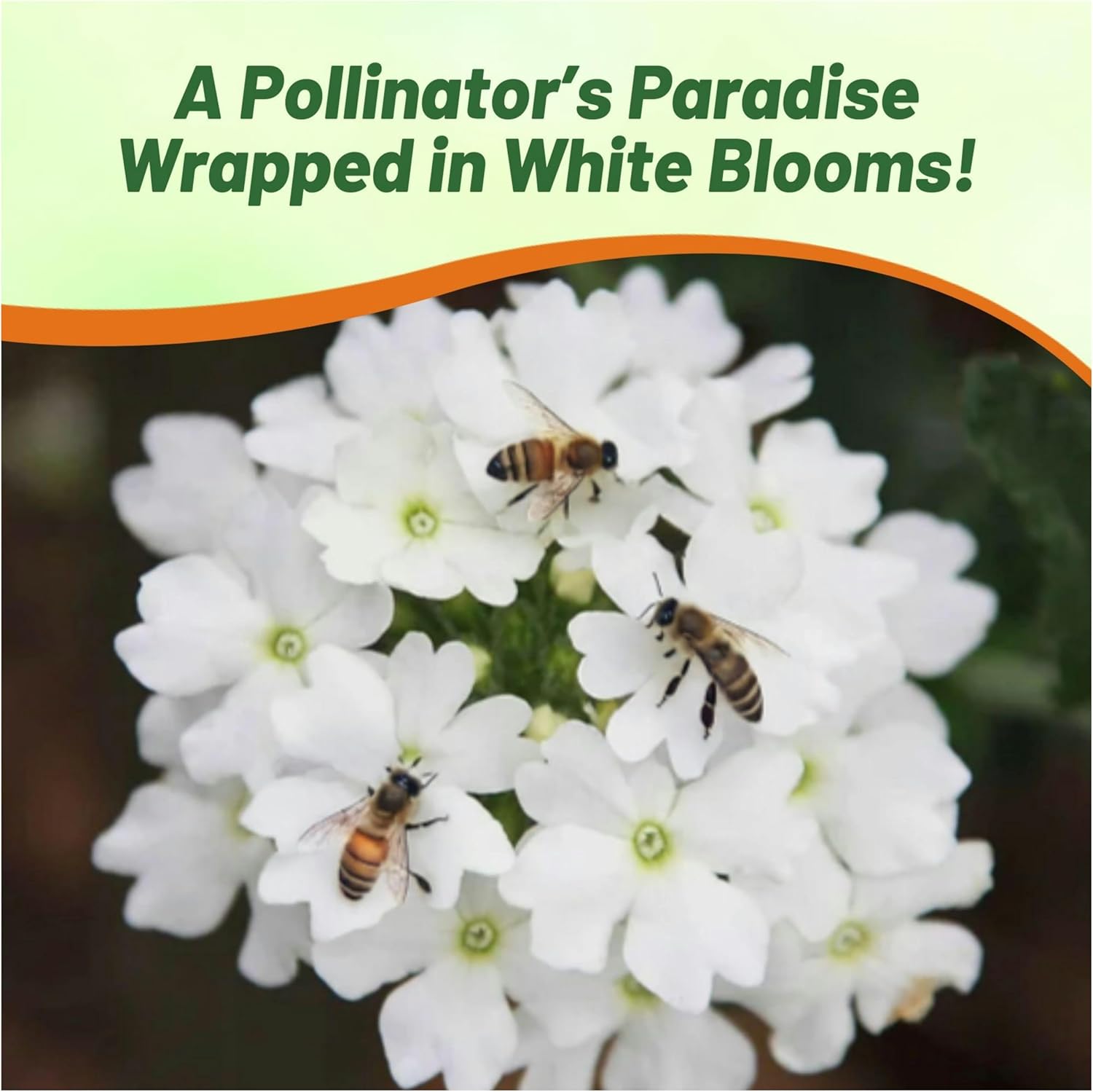 Verbena White Flowering Groundcover Seed