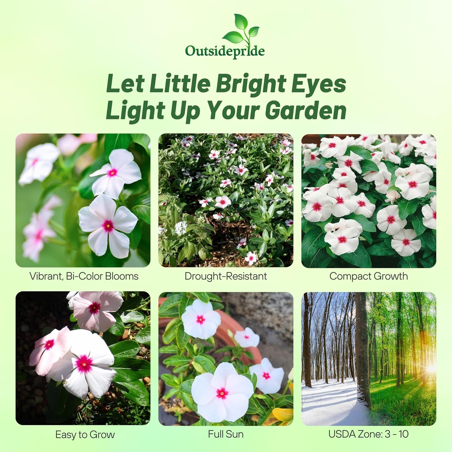 Periwinkle Bright Eyes Ground Cover