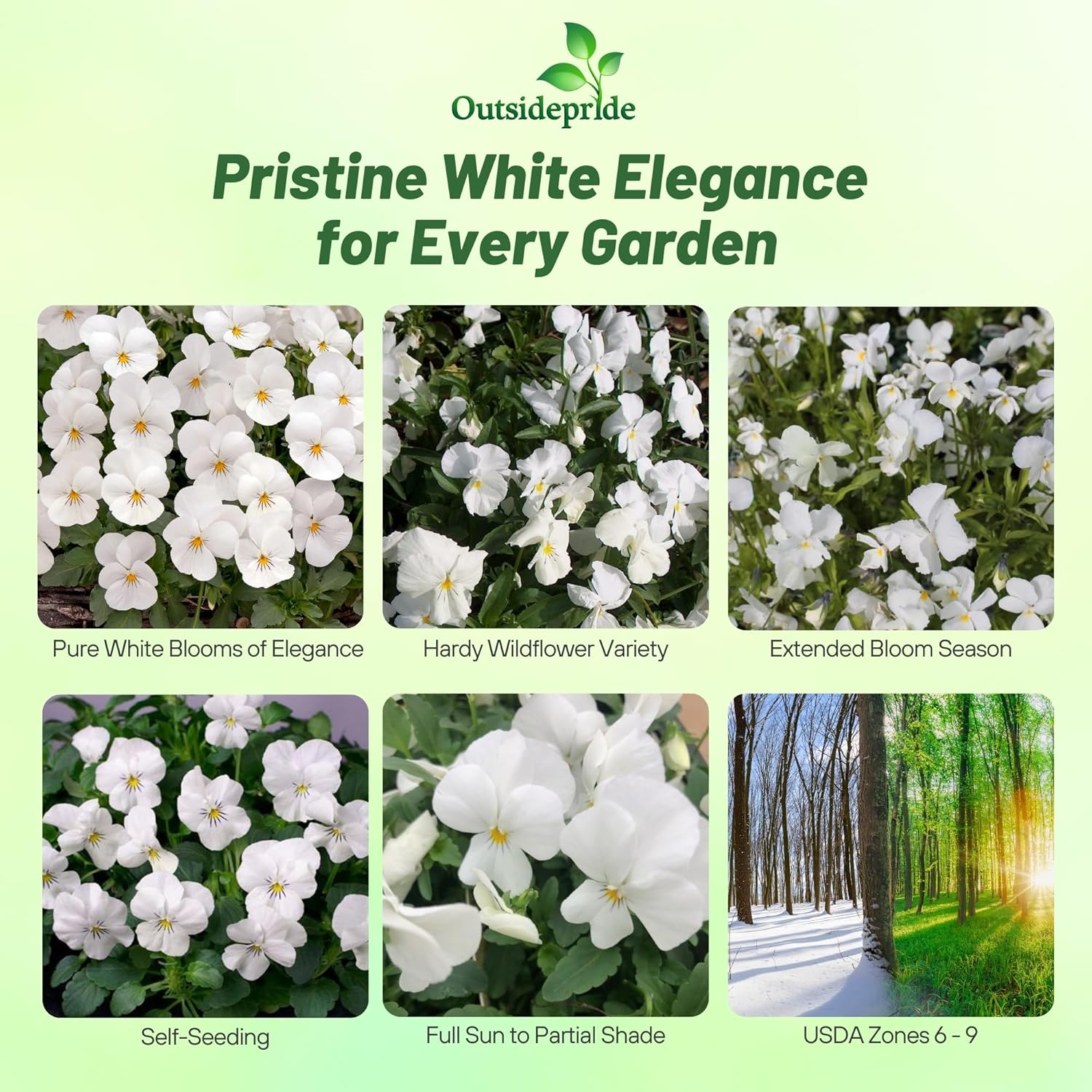 Viola White Perfection Garden Flowers