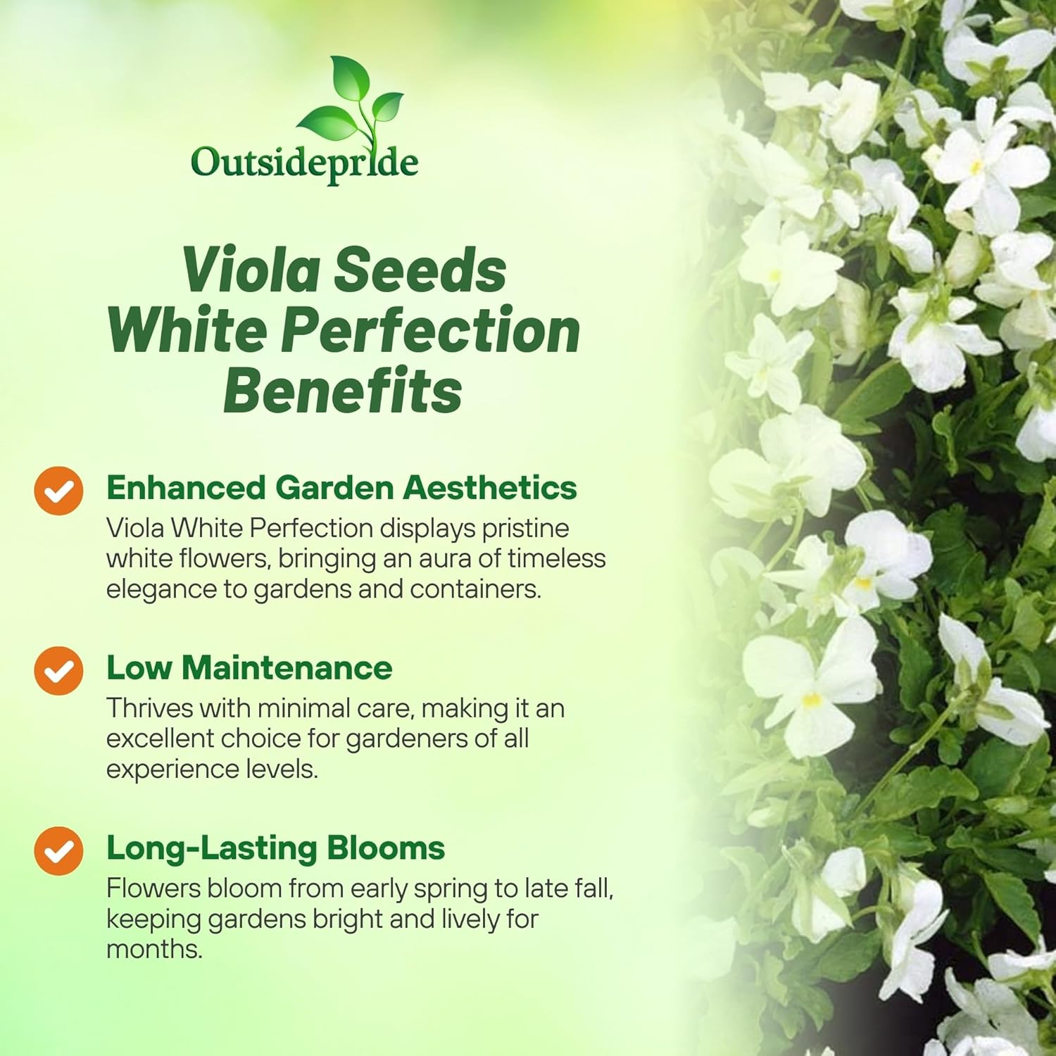 Viola Cornuta Large White Perfection Directions