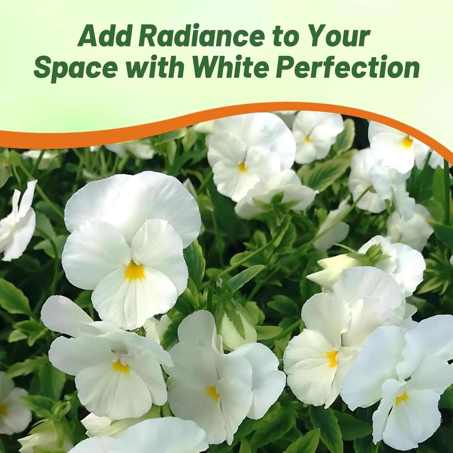 Viola White Perfection Flower Garden