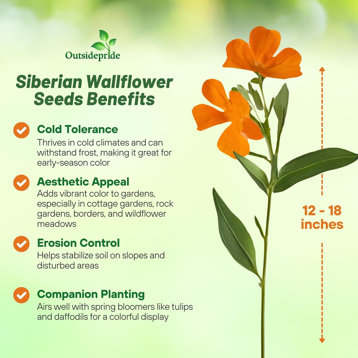 Siberian Wallflower Plantind Directions