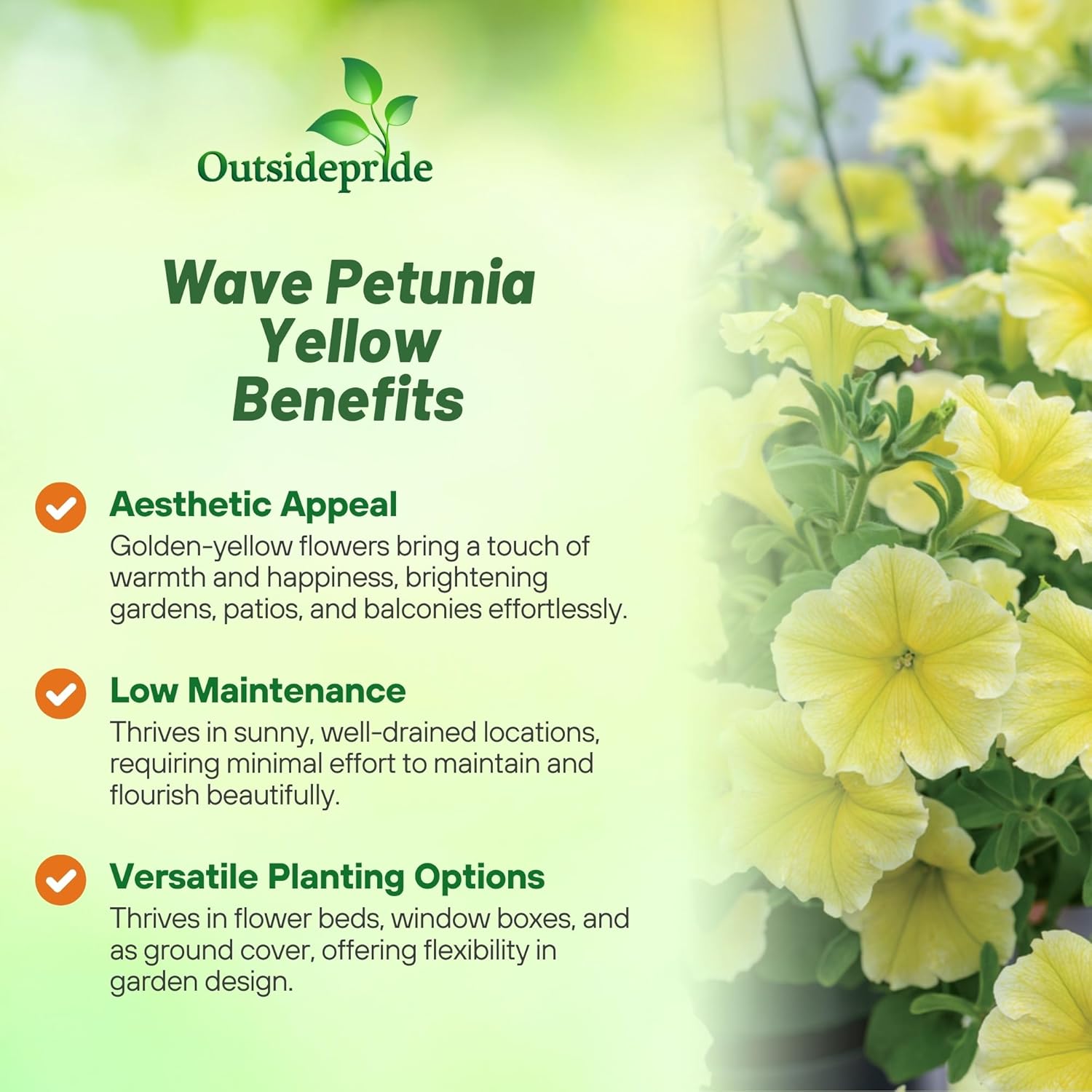 Easy Wave Yellow Petunia Container Flowers