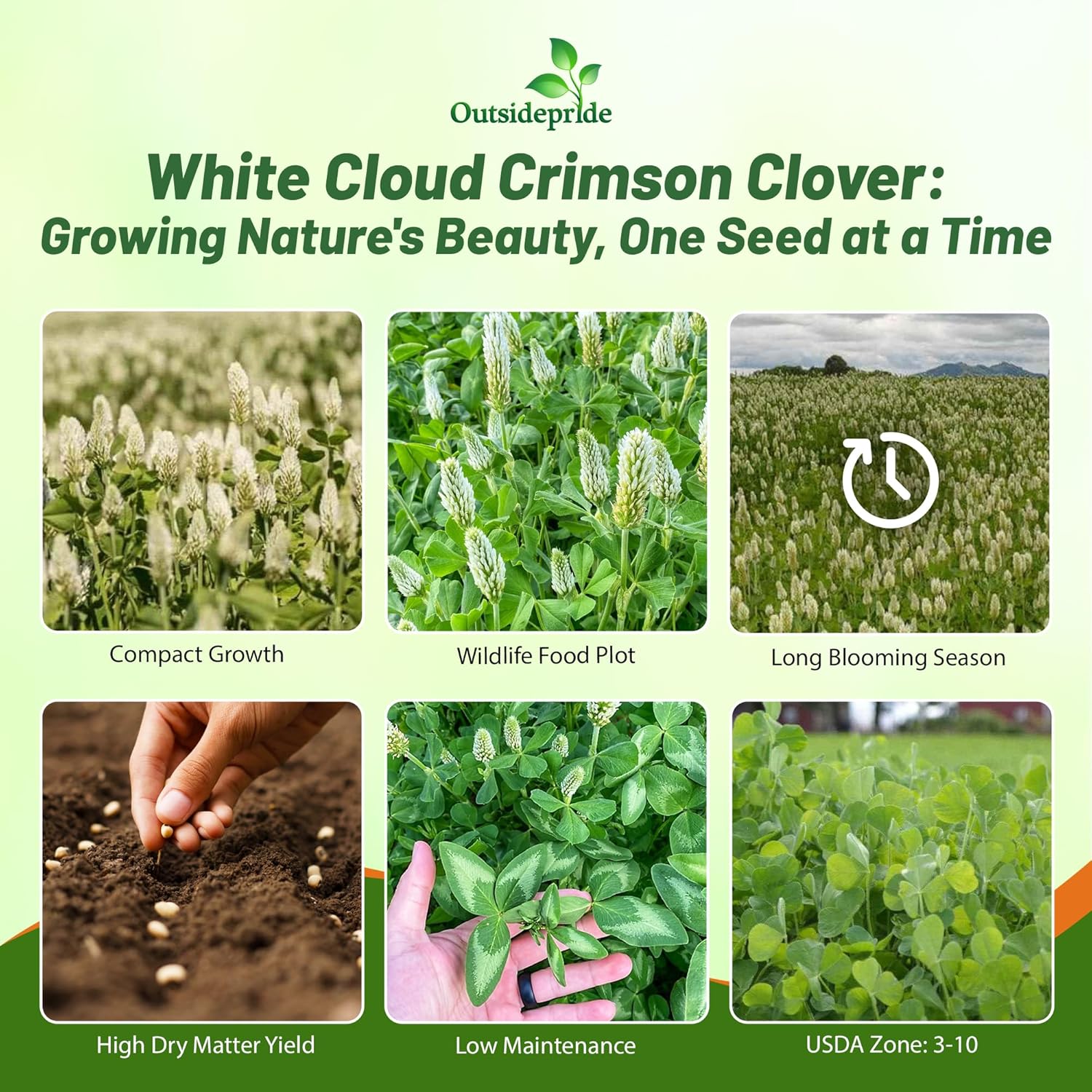 White Cloud Crimson Clover Field