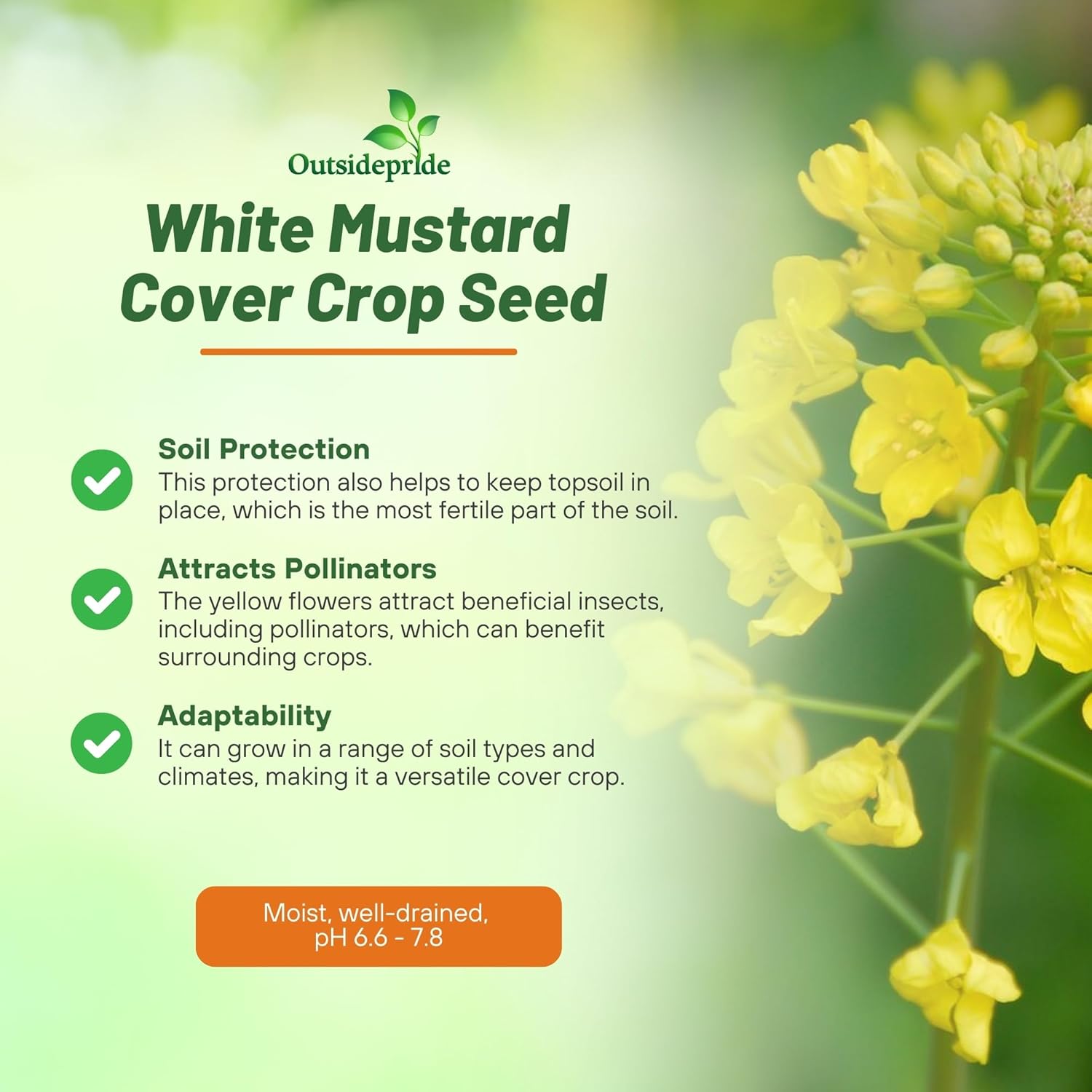 White Mustard Plant Seed