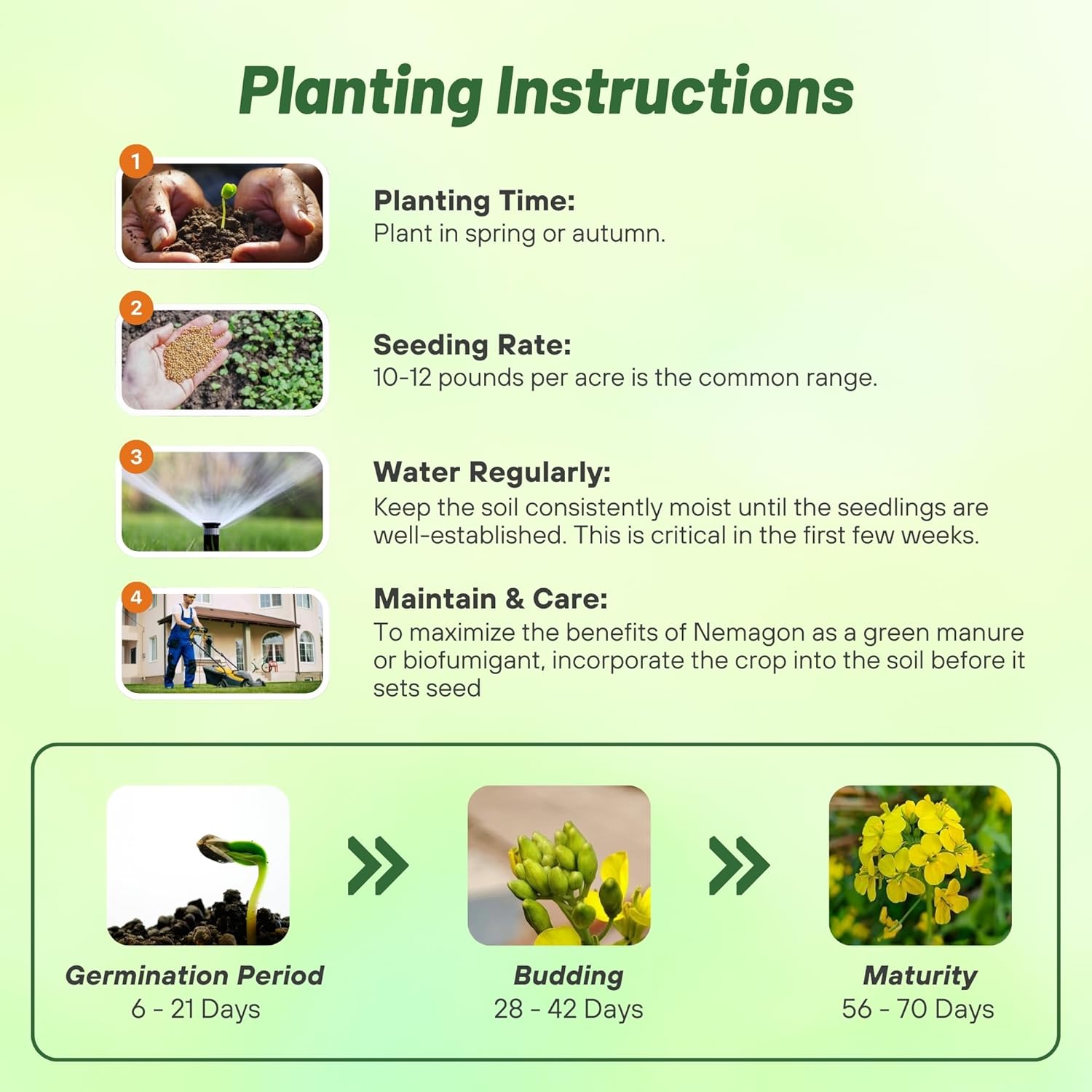 White Mustard Planting Directions