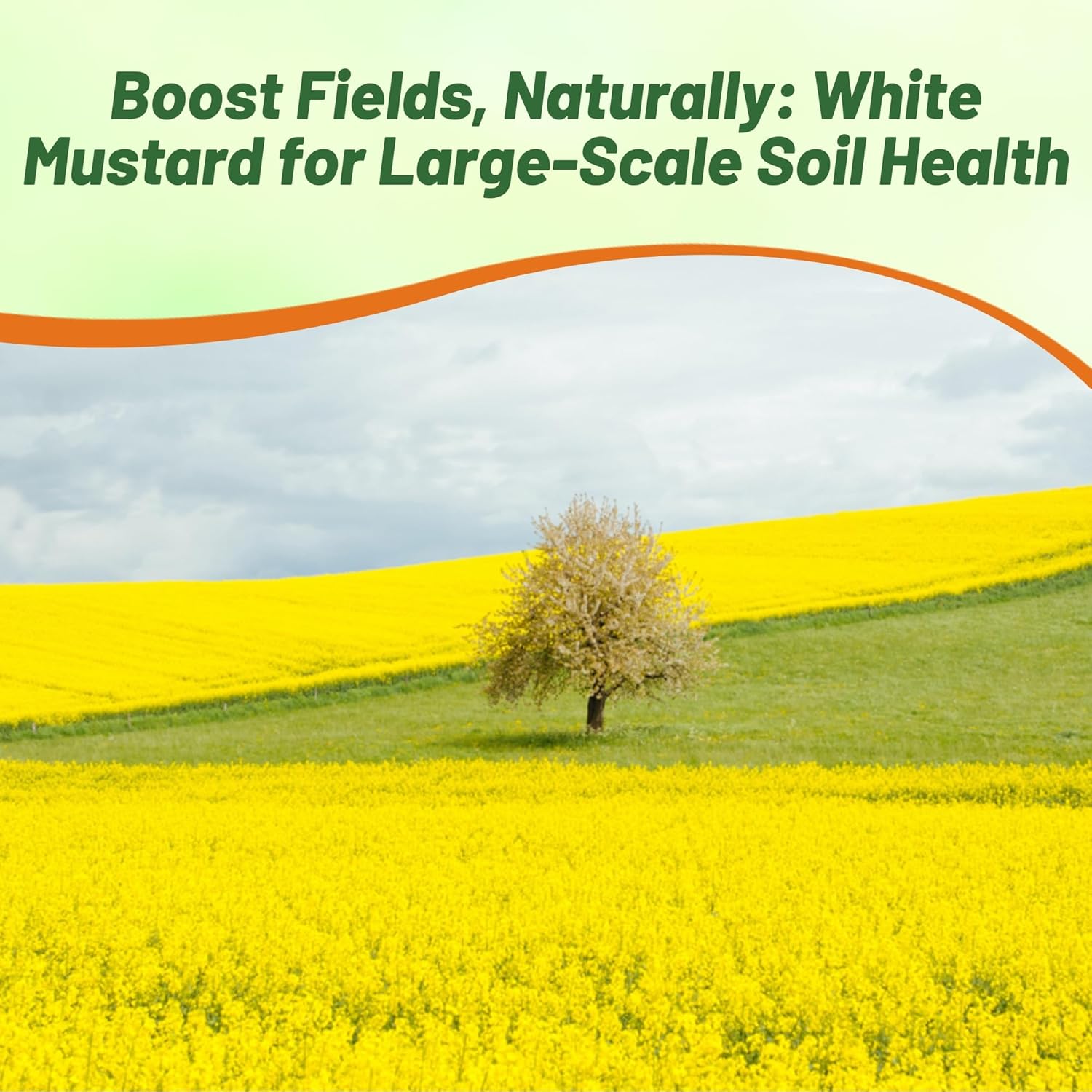 White Mustard Field