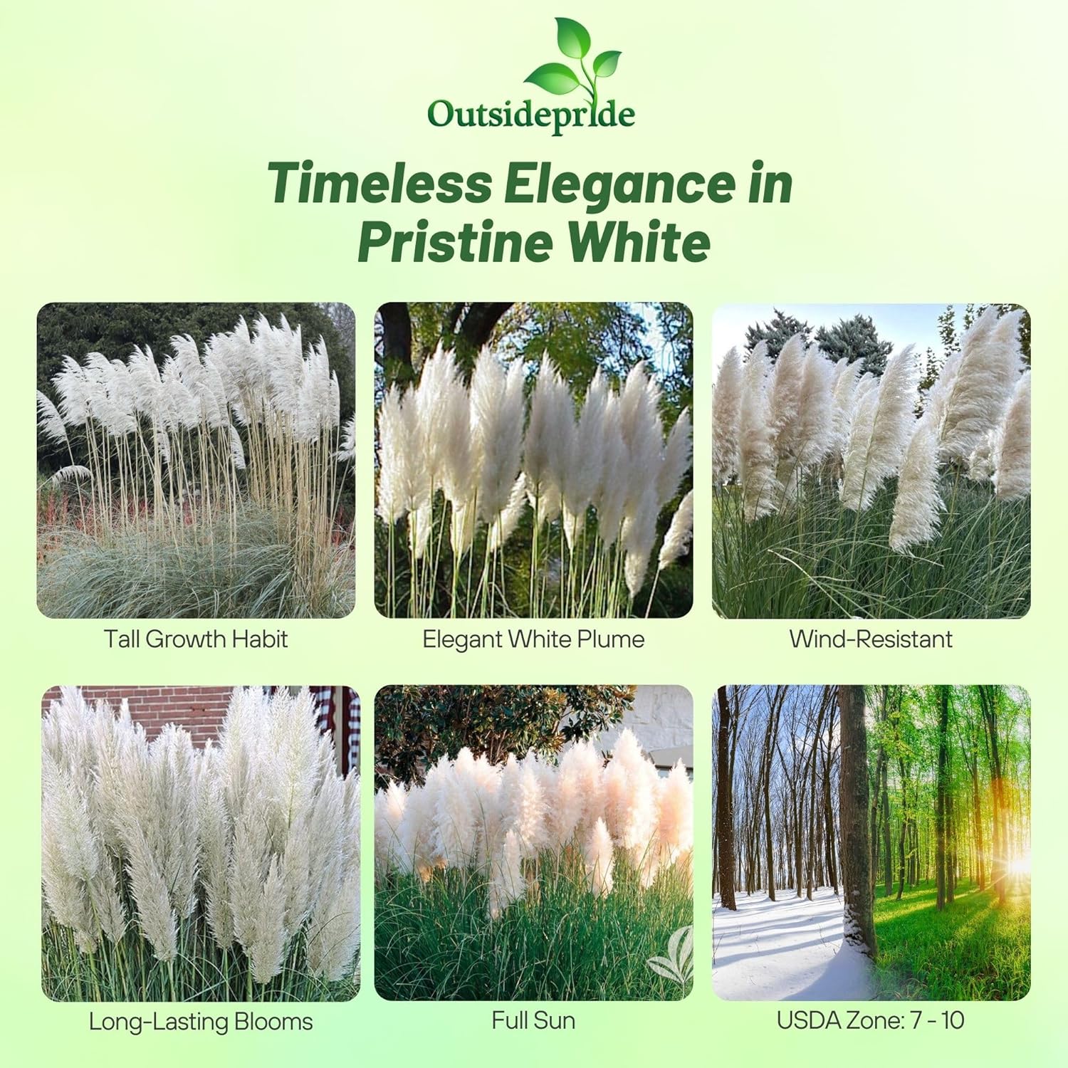 White Pampas Decorative Grass