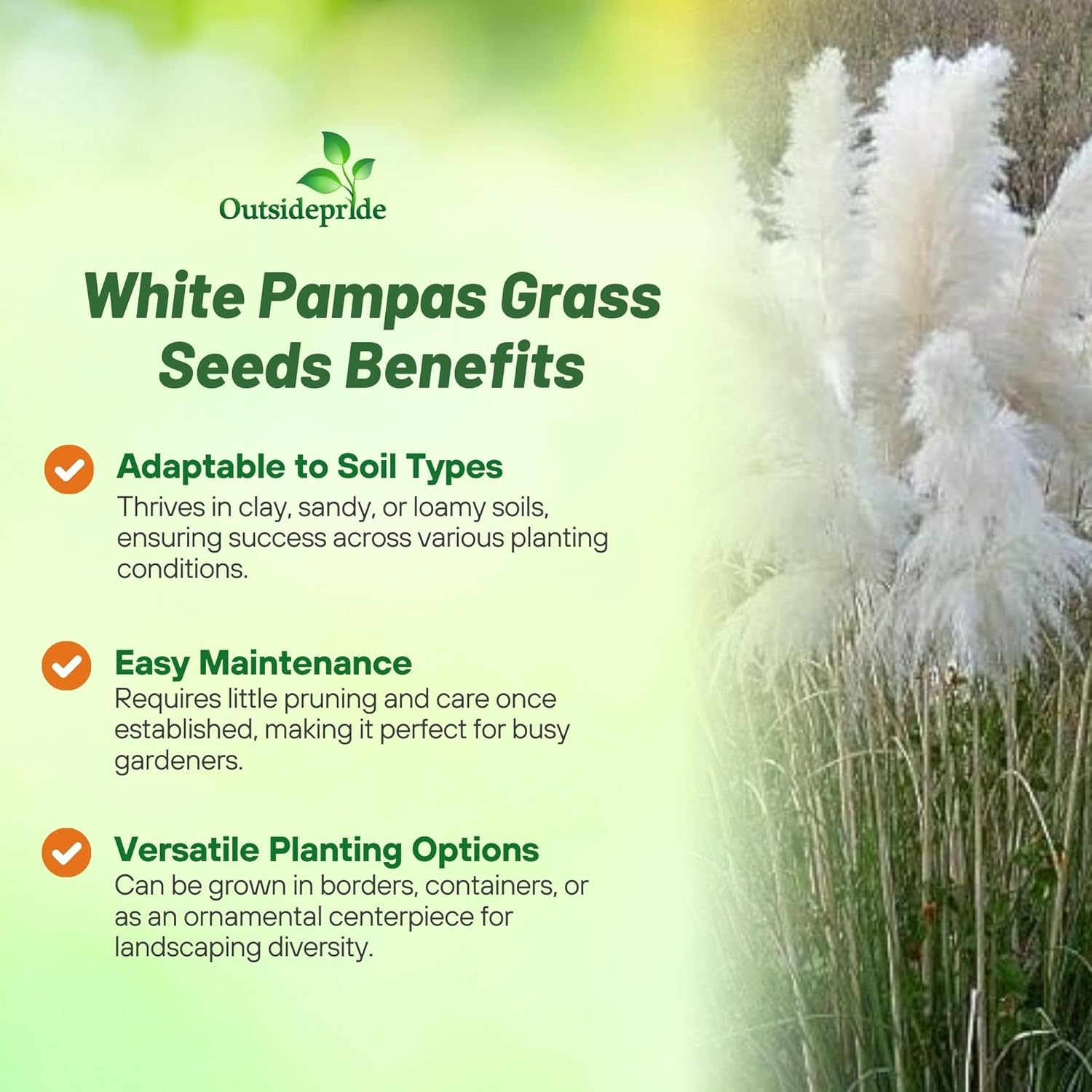 White Pampas Ornamental Grass