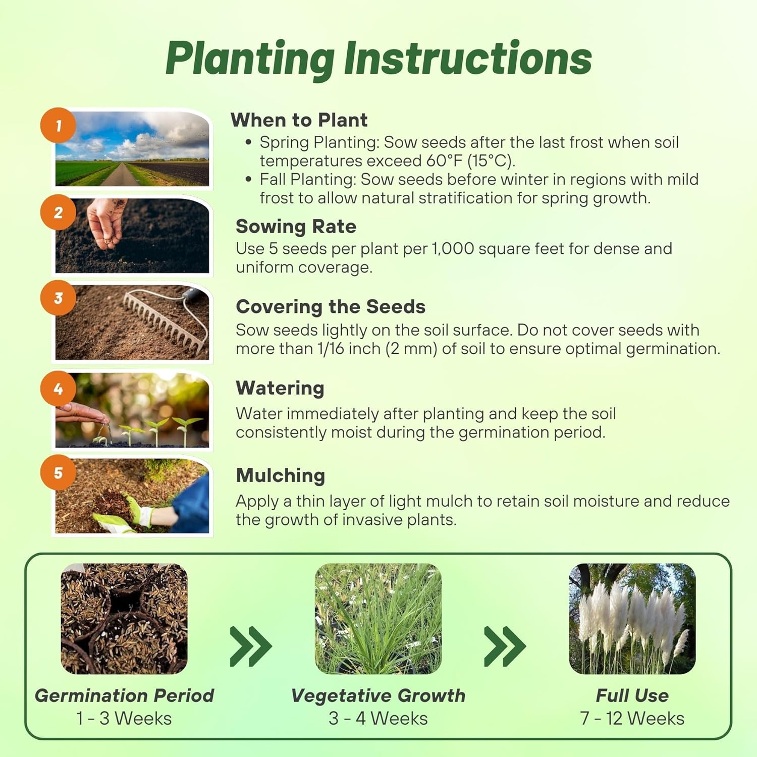 White Pampas Grass Planting Directions