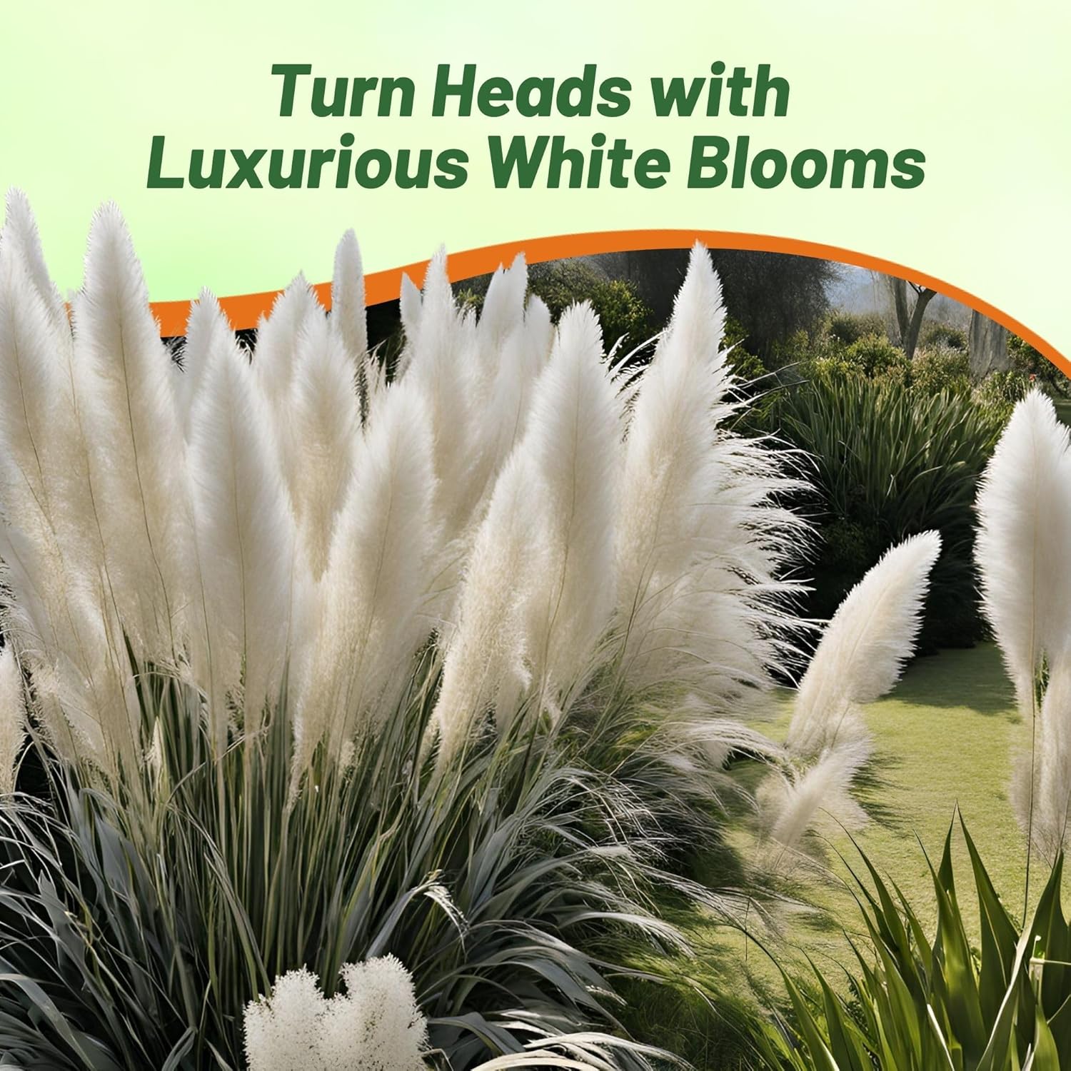 White Pampas Landcaping Grass Seed