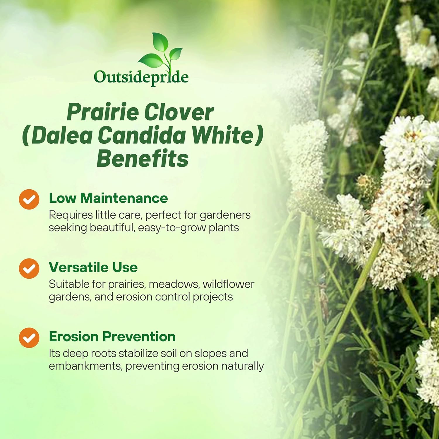 Dalea Candida White