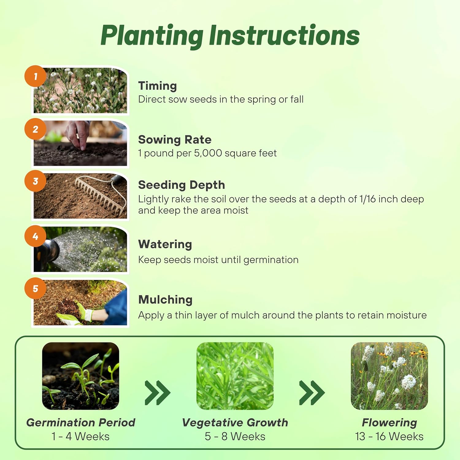 White Prairie Clover Planting Directions