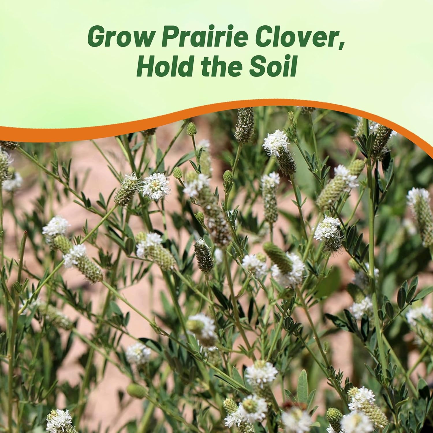 White Prairie Clover Seed