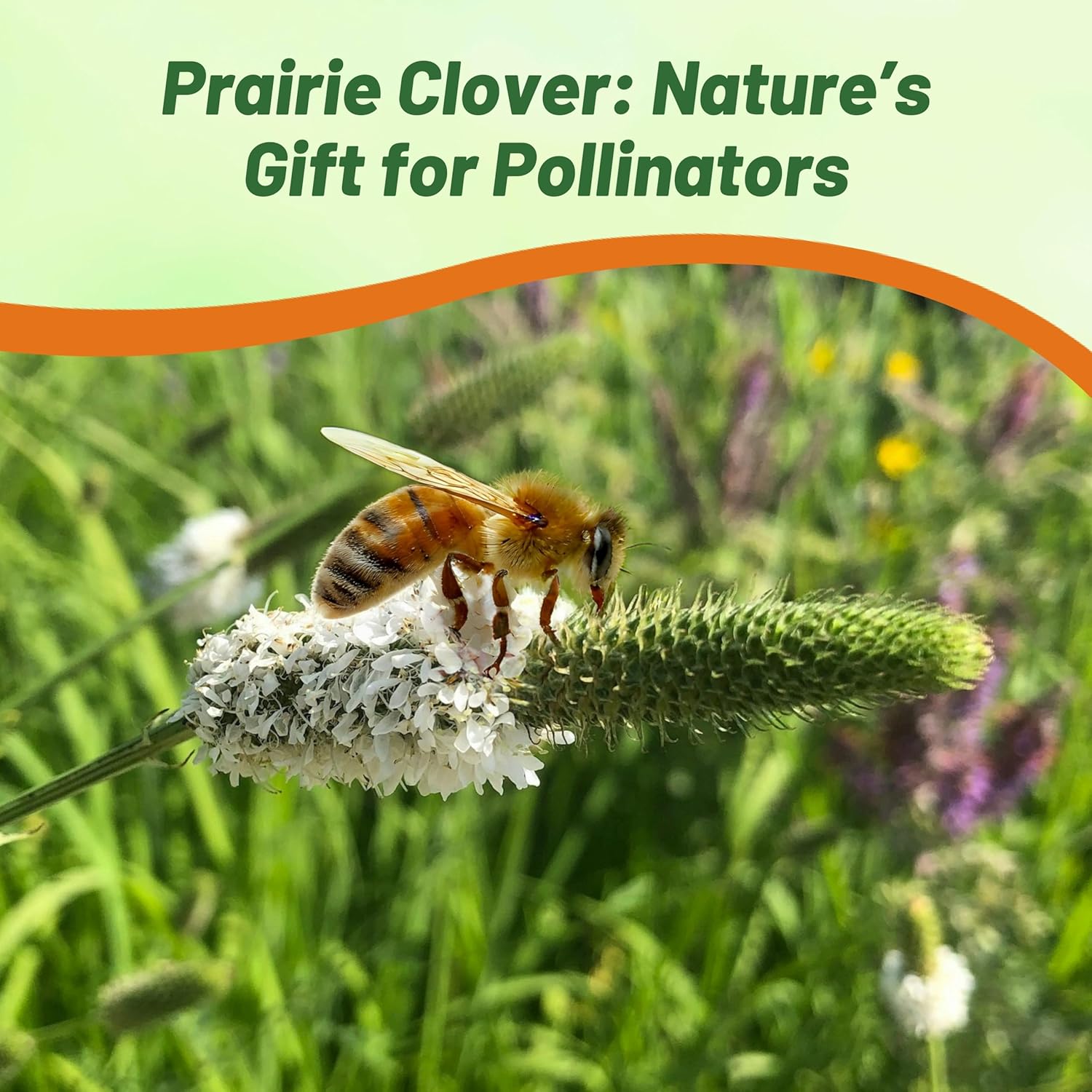 White Prairie Clover Pollinator