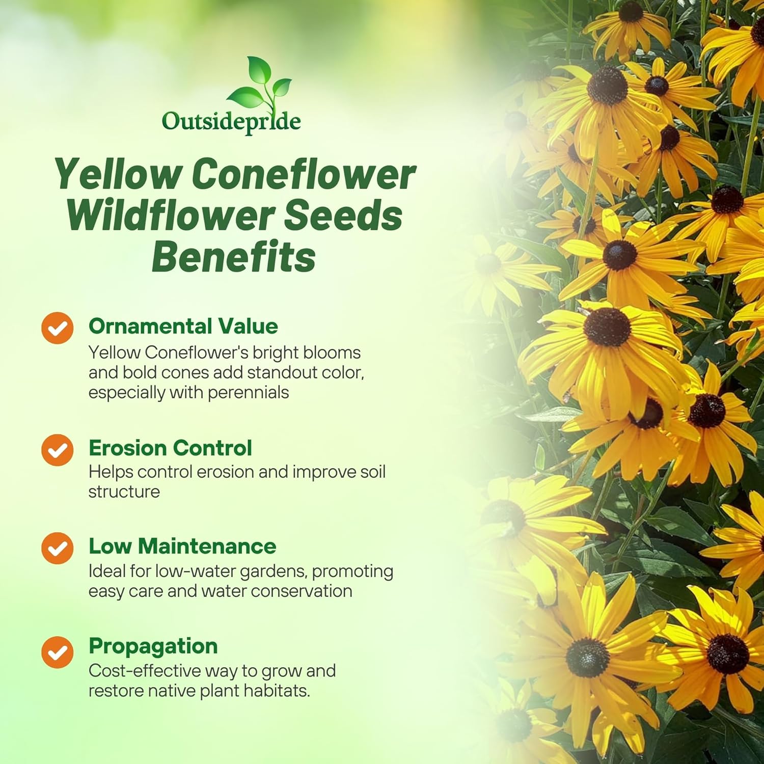 Yellow Coneflower Planting Directions