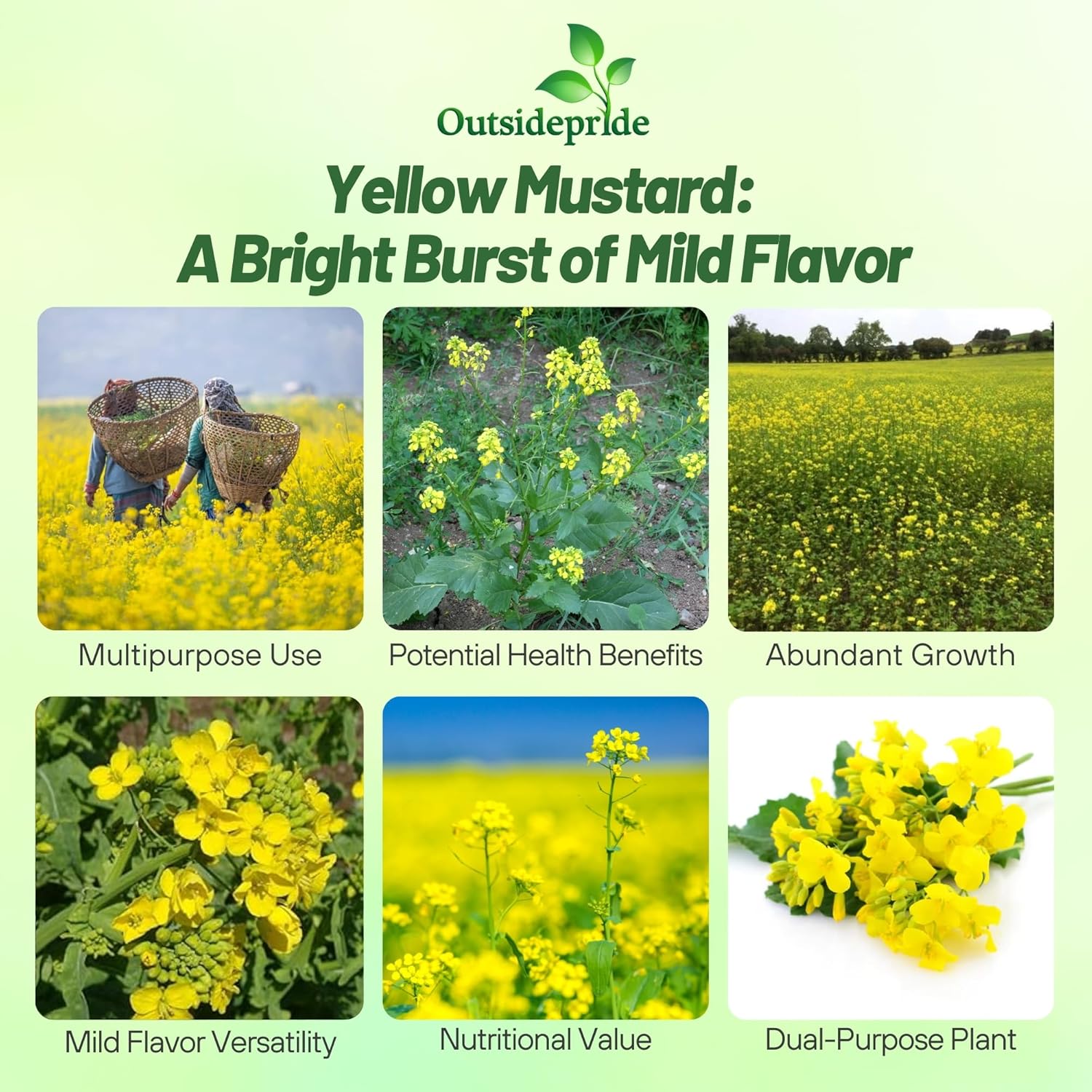 Yellow Mustard Field