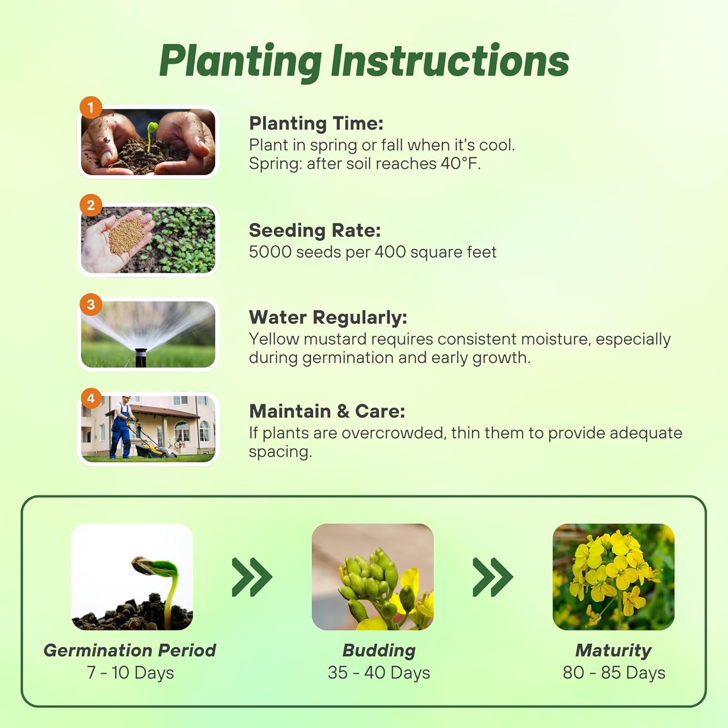 Yellow Mustard Planting Directions