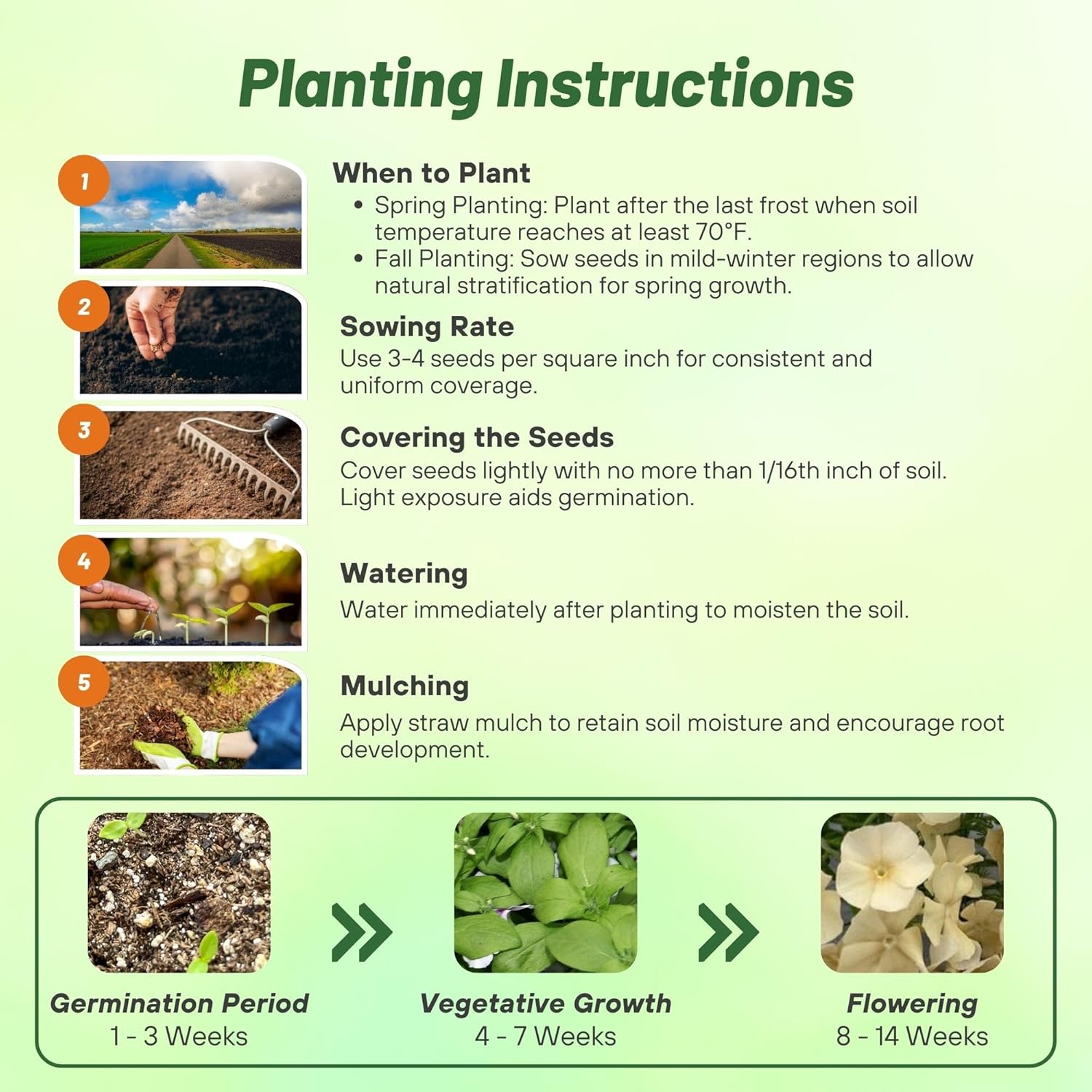 Yellow Phlox Planting Directions