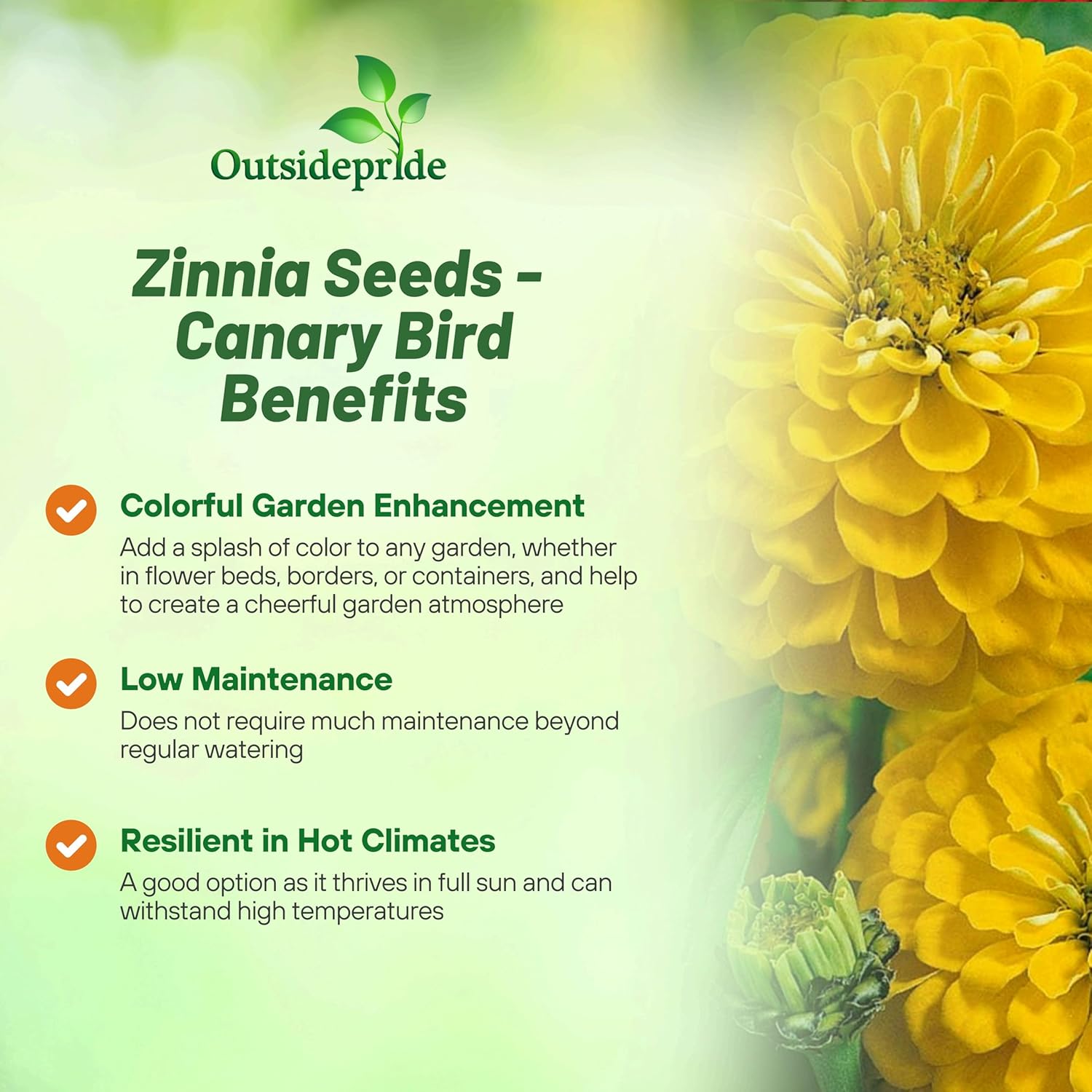 Zinnia Dahlia Canary Bird Seeds