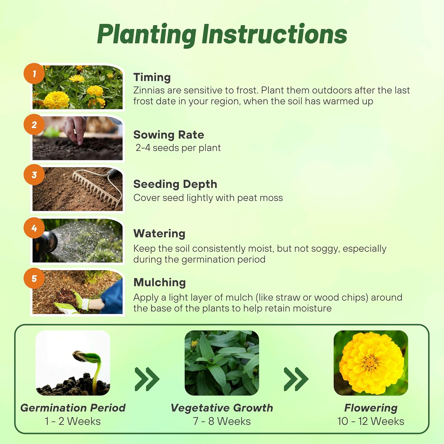 Zinnia Canary Bird Planting Directions