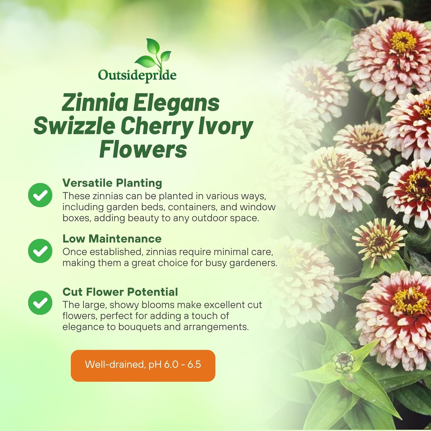 Zinnia Swizzle Cherry Ivory Garden Seeds