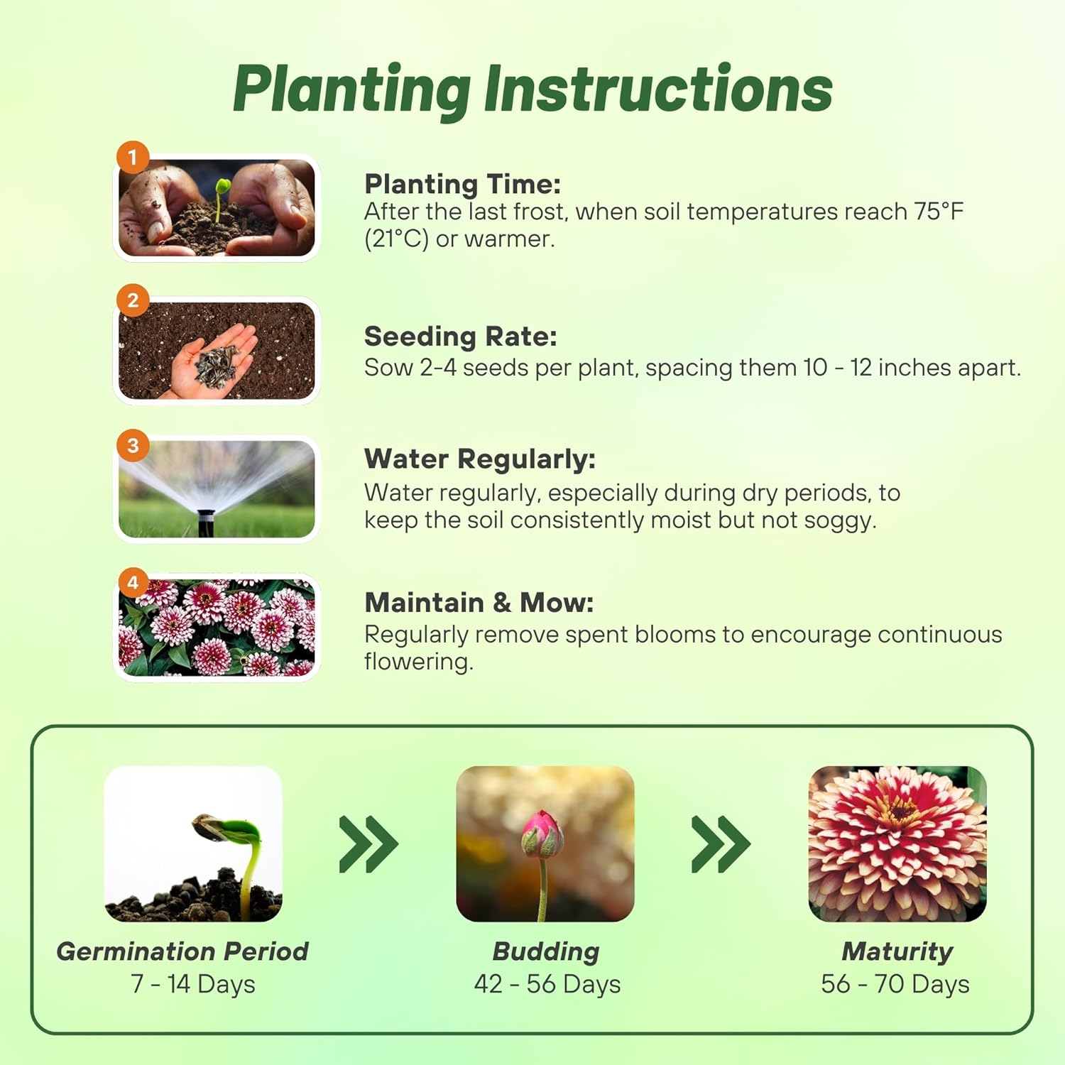 Zinnia Swizzle Cherry Ivory Planting Directions