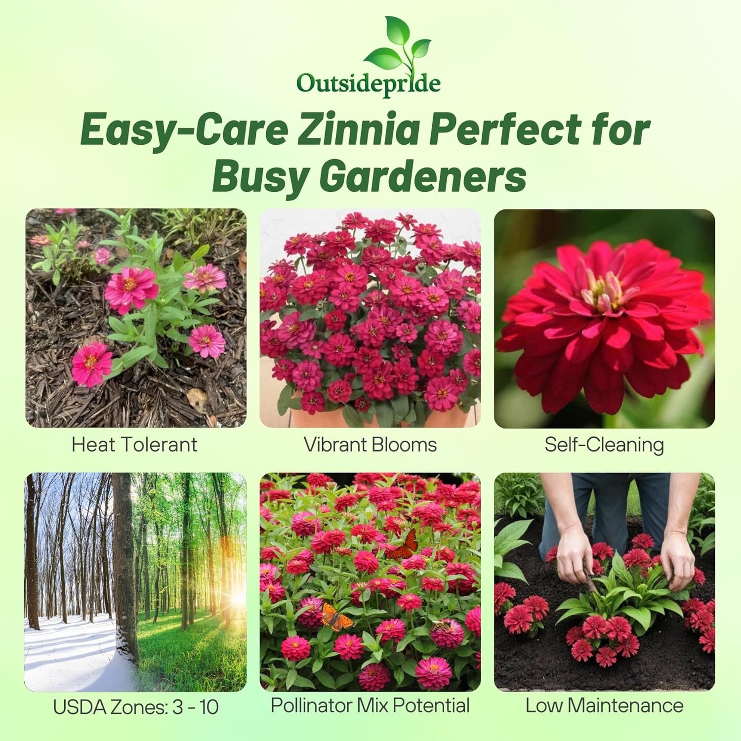 Zinnia Hot Cherry Planting Directions